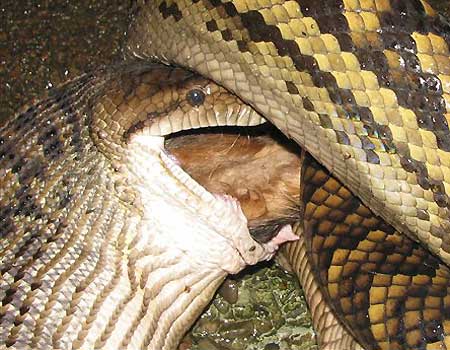 Australian Scrub Python eats kangaroo